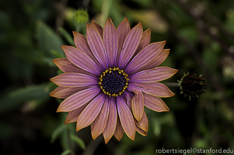 san bruno flower